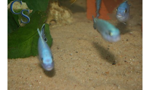 Pseudotropheus socolofi